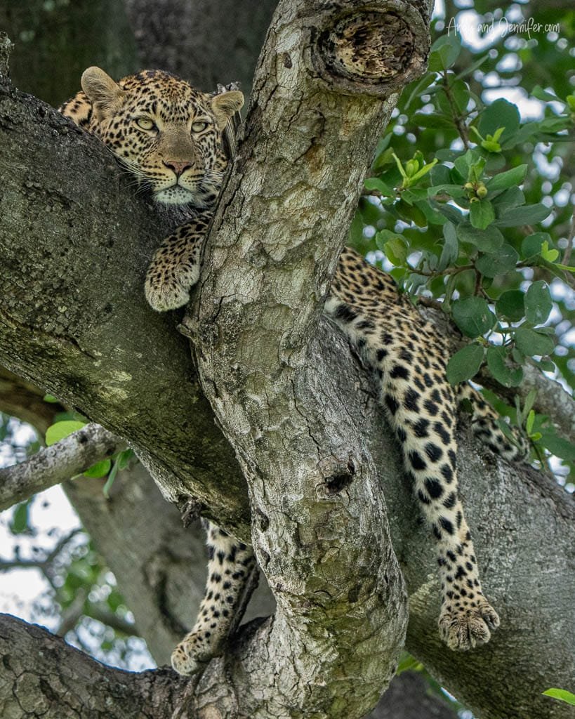 Leopard resting in the fork of a tree at MalaMala Game Reserve, South Africa.