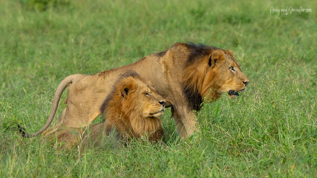 Two male lions resting together in tall grass at MalaMala Game Reserve, South Africa.