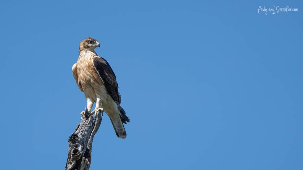 Tawny eagle perched on a dead tree against a clear blue sky at MalaMala Game Reserve, South Africa.