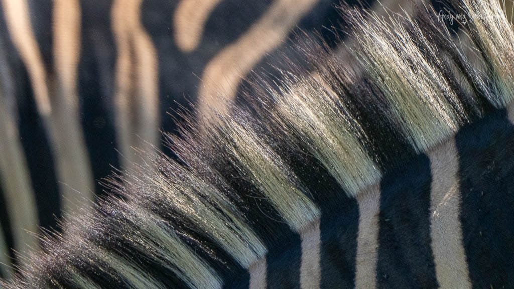 Close-up detail of the black-and-white stripes and mane of a zebra at MalaMala Game Reserve, South Africa.