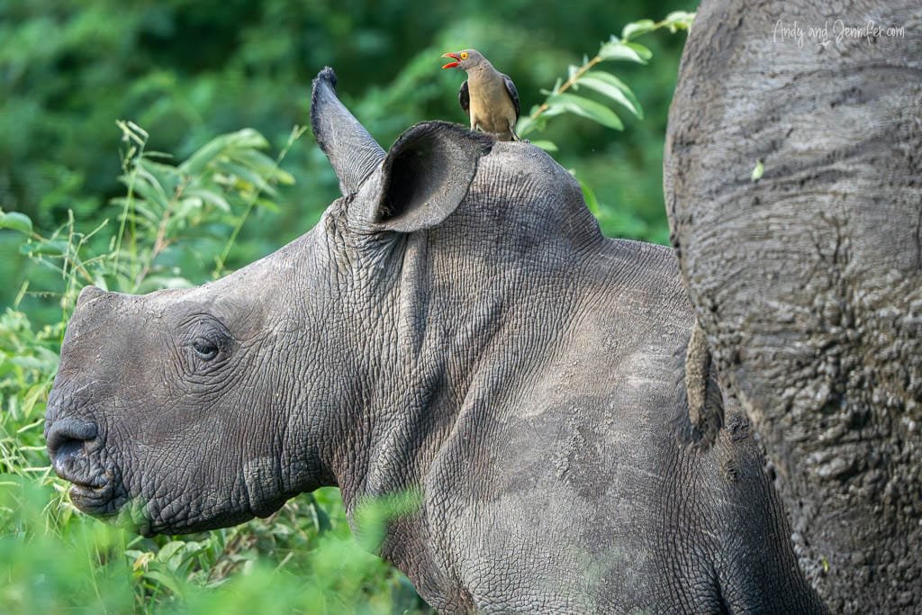 White rhinoceros with a red-billed oxpecker perched on its back at MalaMala Game Reserve, South Africa.
