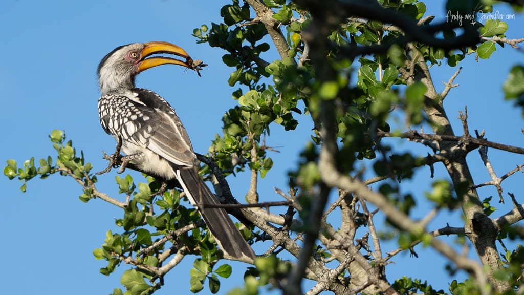 Southern yellow-billed hornbill perched in a tree with an insect in its beak at MalaMala Game Reserve, South Africa.