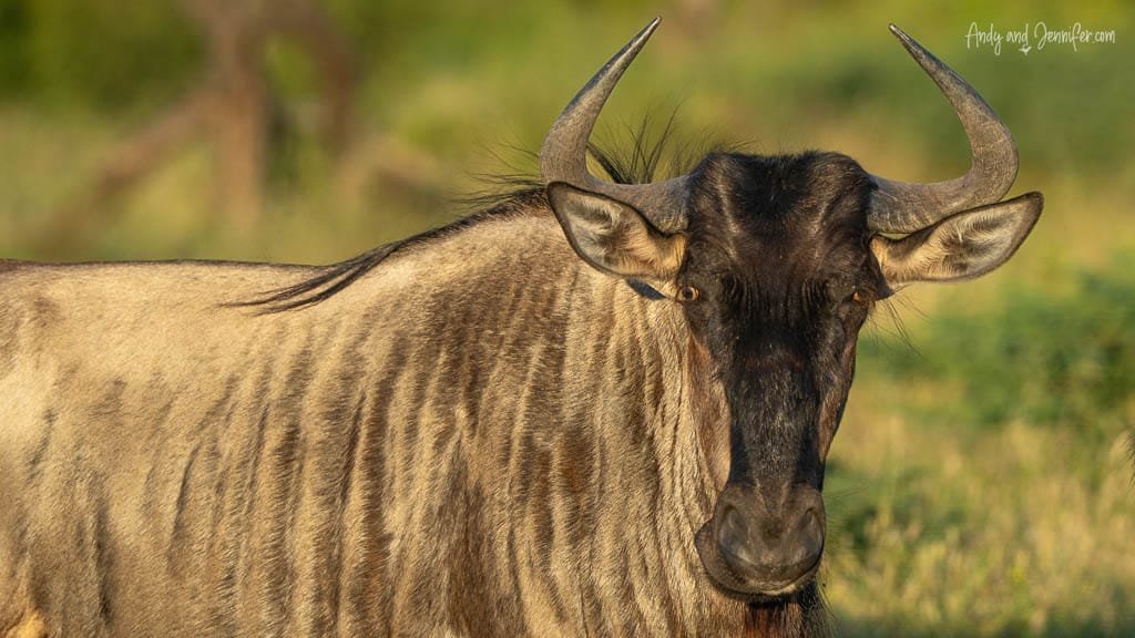 Blue wildebeest facing the camera in warm light at MalaMala Game Reserve, South Africa.