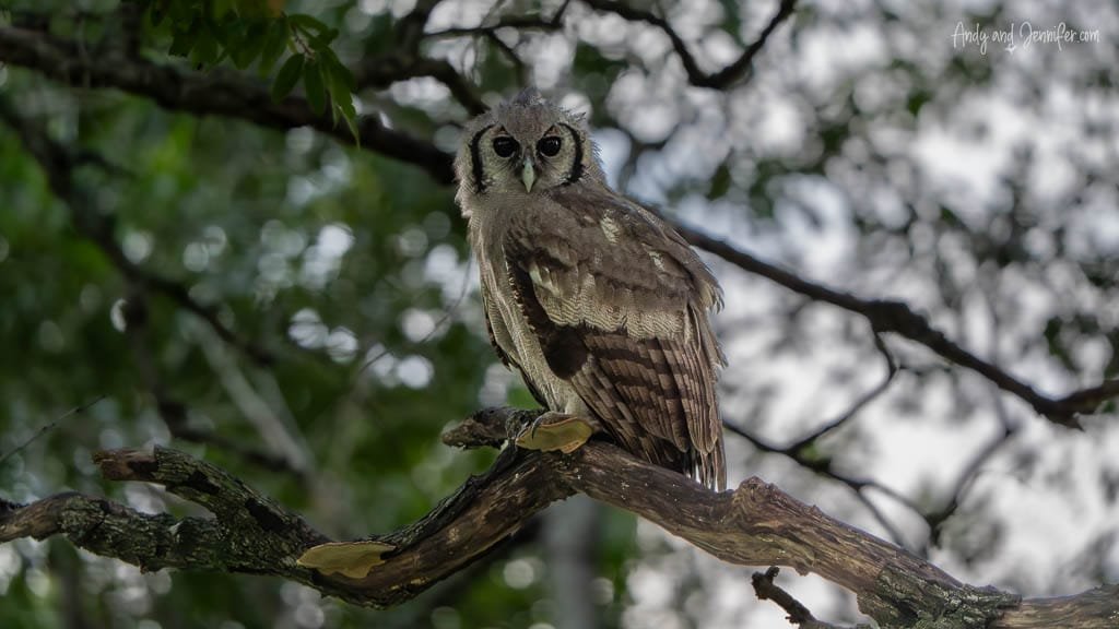 Verreaux’s eagle-owl perched on a tree branch at MalaMala Game Reserve, South Africa.