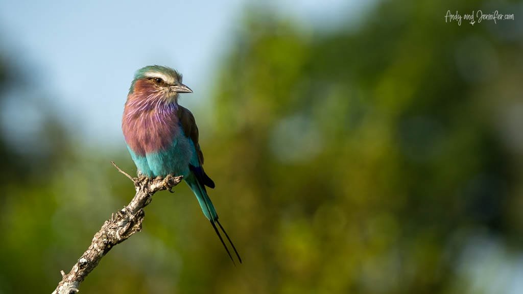 Lilac-breasted roller perched on a branch at MalaMala Game Reserve, South Africa.