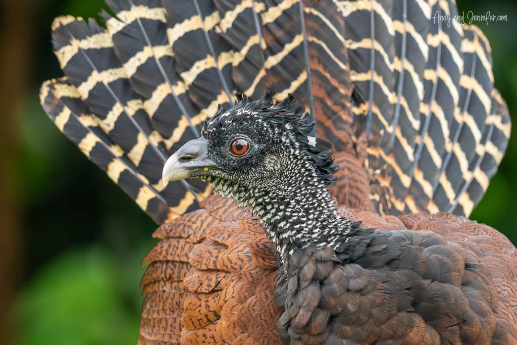 Great Curassow displaying its barred tail feathers at Laguna Lagarto in Costa Rica.