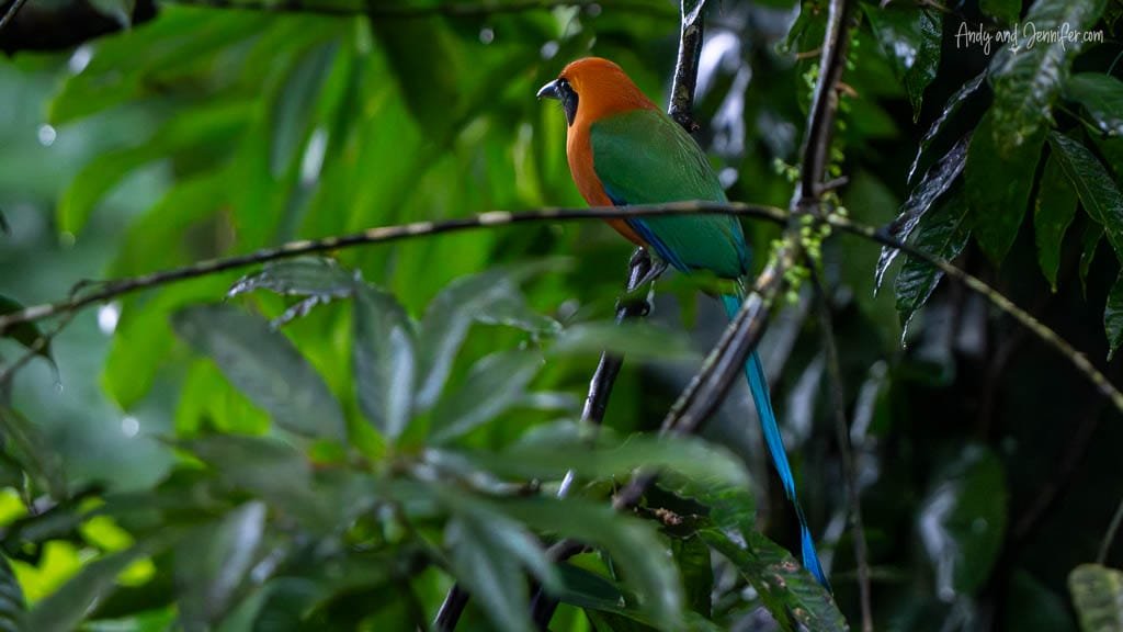 Rufous Motmot perched among wet rainforest foliage at Selva Verde Lodge in Costa Rica.