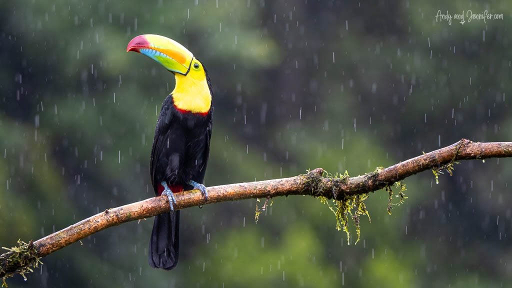 Keel-billed Toucan perched on a mossy branch in the rain at Laguna Lagarto in Costa Rica.