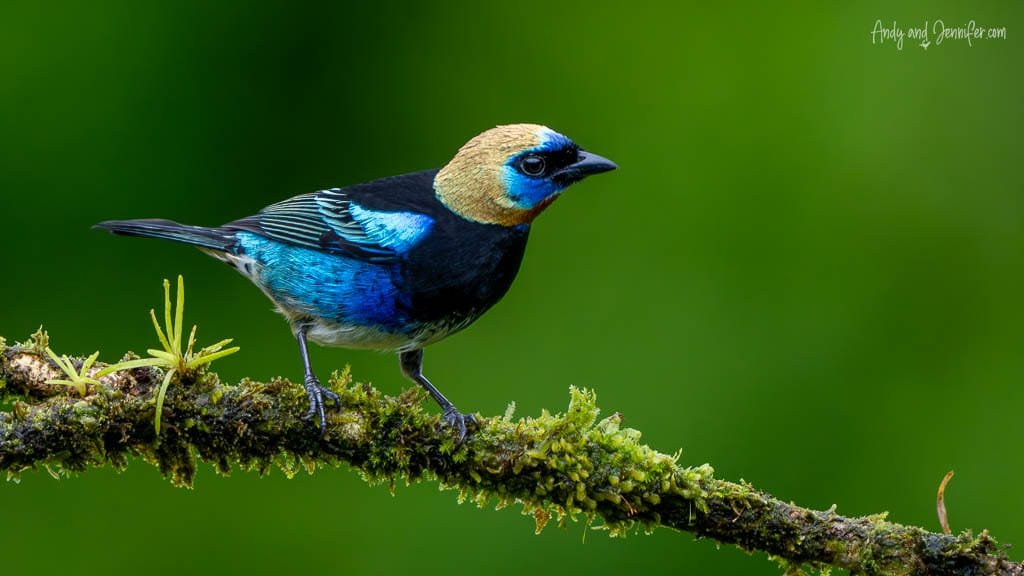 Golden-hooded Tanager perched on a moss-covered branch