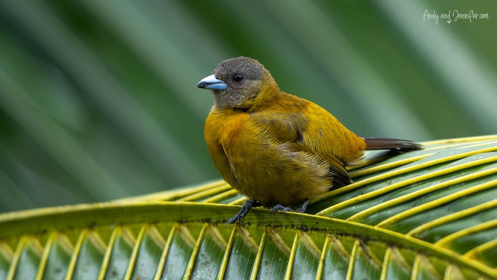 Female Olive-backed Euphonia perched on a palm frond at Laguna Lagarto in Costa Rica.