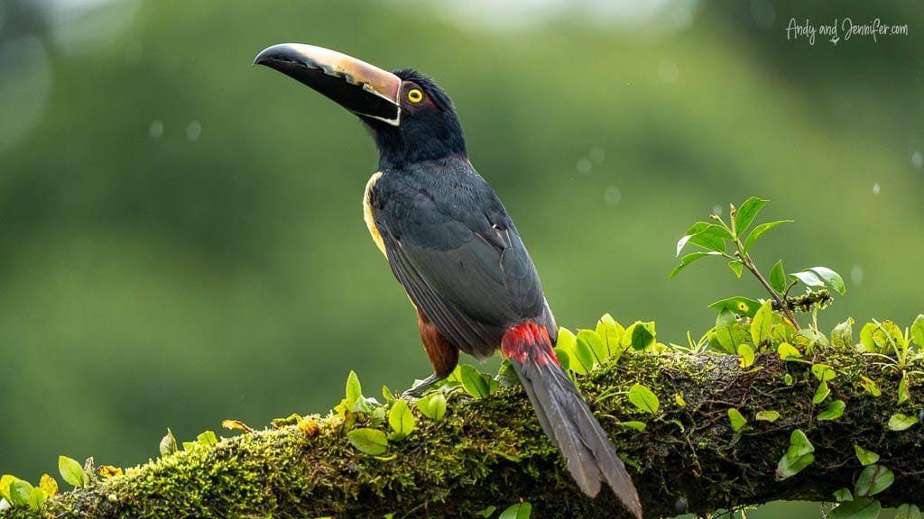 Collared Aracari perched on a mossy branch 