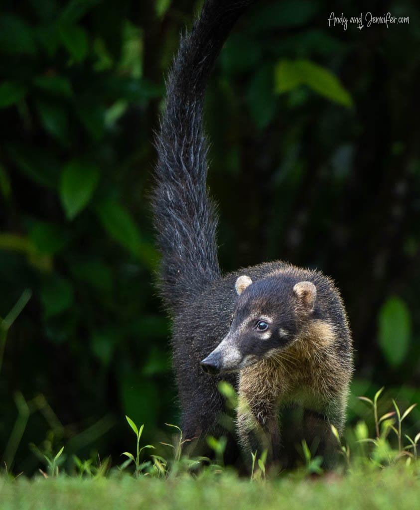 White-nosed Coati walking through the grass with its long tail raised at Laguna Lagarto in Costa Rica.
