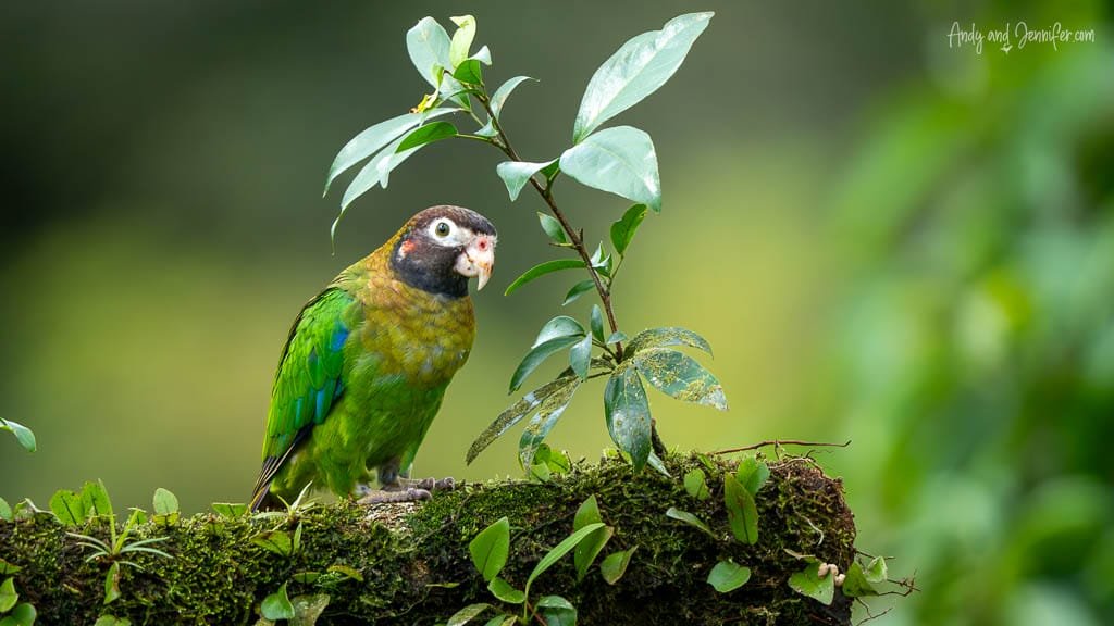 Brown-hooded Parrot perched among leaves on a moss-covered branch at Laguna Lagarto in Costa Rica.