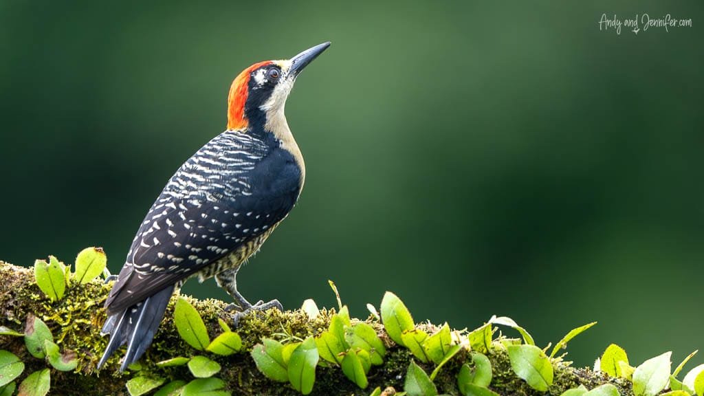 Black-cheeked Woodpecker perched on a mossy branch 