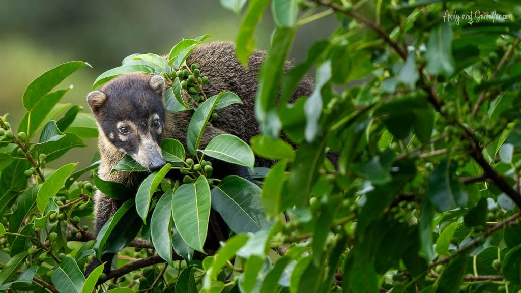 White-nosed Coati climbing among leafy branches at Laguna Lagarto in Costa Rica.