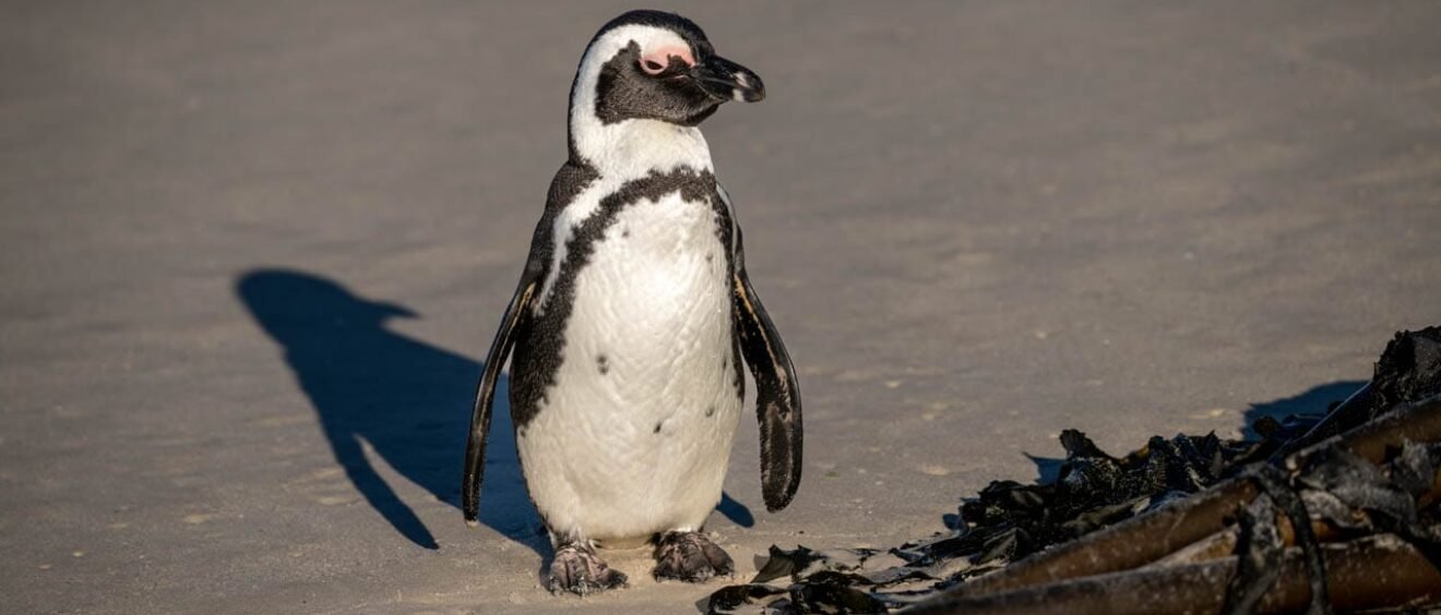 African penguin walking on the sand beside kelp at Boulders Beach in Simon’s Town, South Africa.