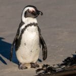 African penguin walking on the sand beside kelp at Boulders Beach in Simon’s Town, South Africa.