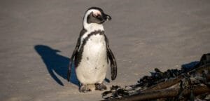 African penguin walking on the sand beside kelp at Boulders Beach in Simon’s Town, South Africa.