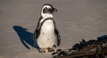 African penguin walking on the sand beside kelp at Boulders Beach in Simon’s Town, South Africa.